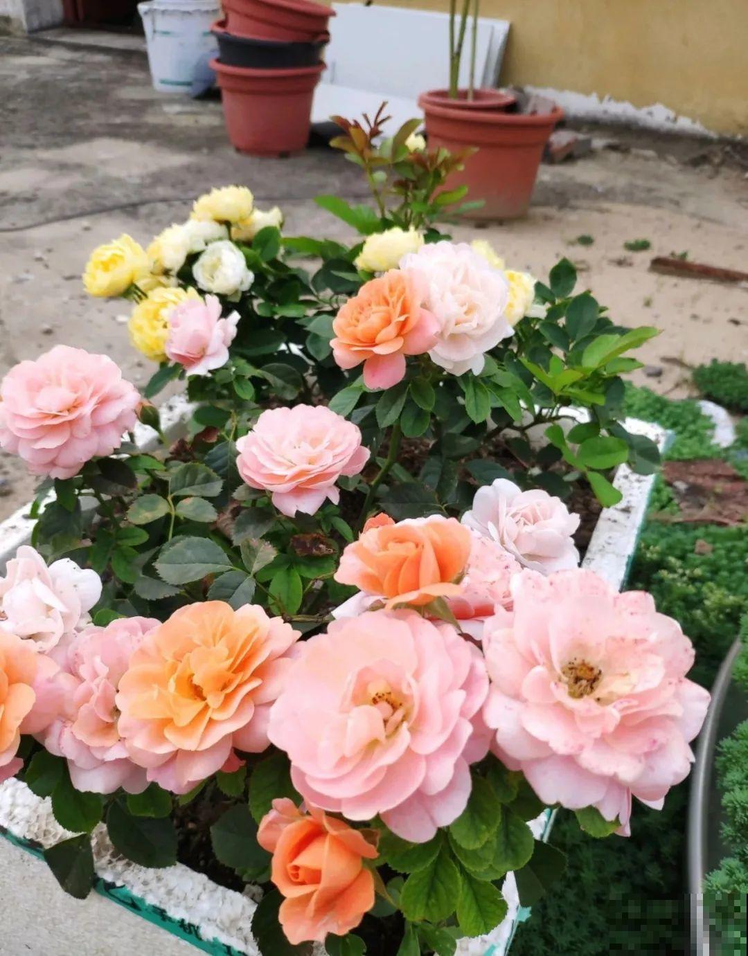 路过垃圾桶，捡走两个泡沫箱，回家扦插出了一大片花