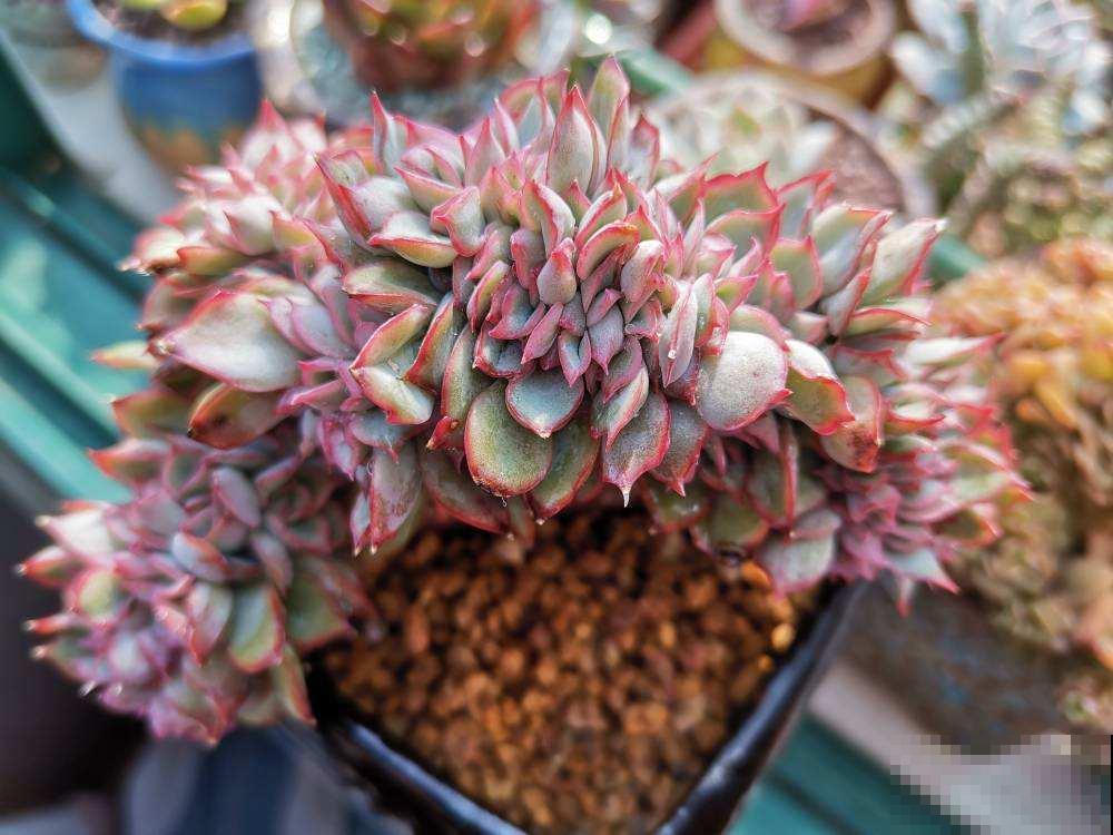 养多肉注意4个要点，新手也能养出缀化肉，看着特震撼