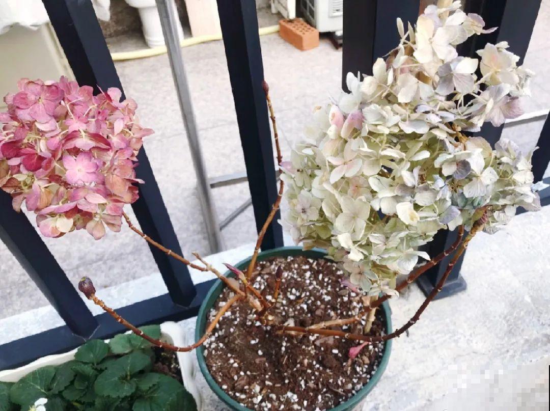 天凉了，9种花不能修剪，剪了以后不开花！