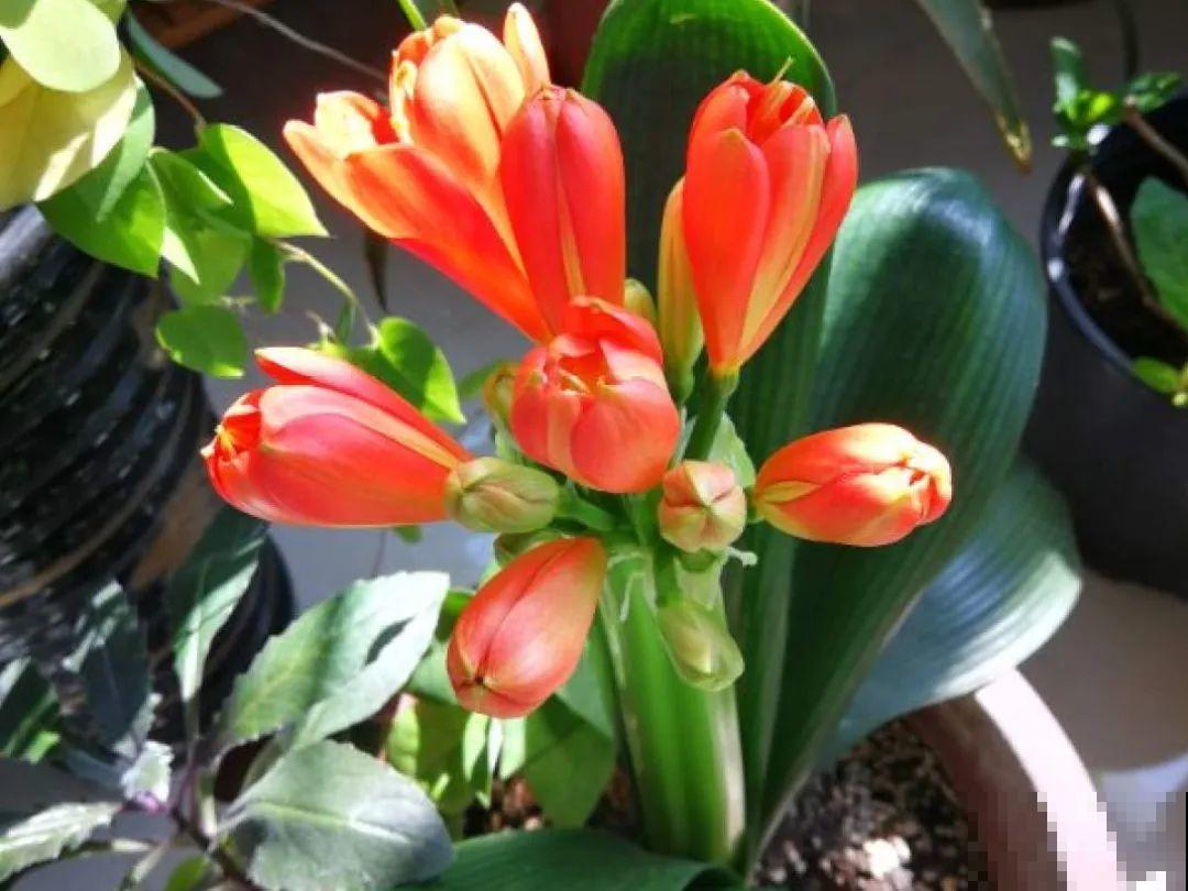 现在开始埋冬肥了,月季补一补,明年满枝爆花! 现在开始埋冬肥了,月季补一补,明年满枝爆花!