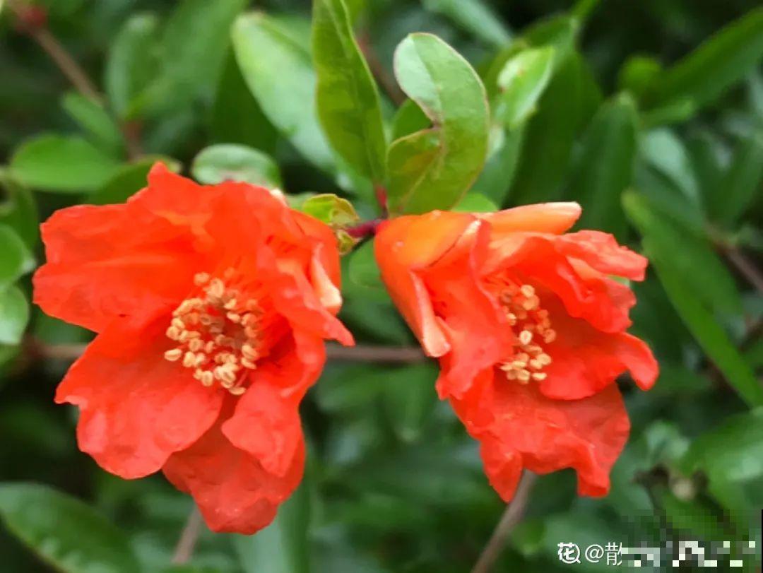 你在哪个城市，最适合养的花就是它！