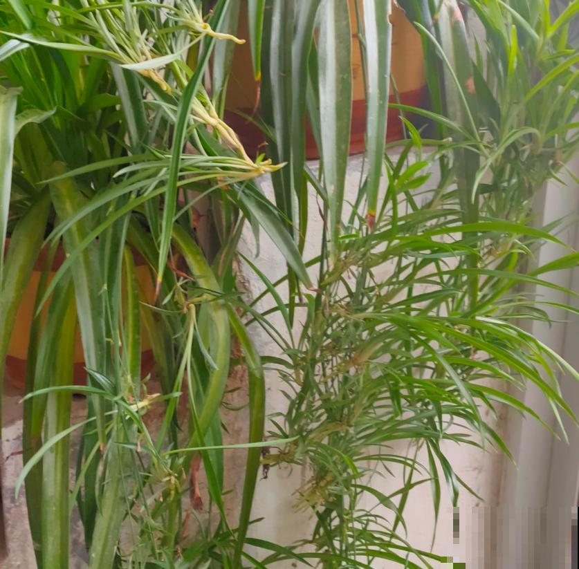 适合吊着养的5种花,专门解决空间不够,好看又省地方 适合吊着养的5种花,专门解决空间不够,好看又省地方