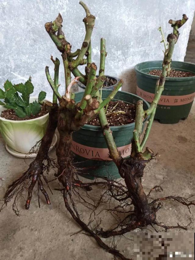 不长叶不长枝的花别买，都是骗人的，养不活浪费钱