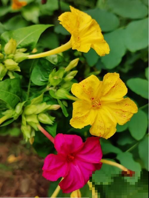 植物命名的5种方式,新奇有趣! 植物命名的5种方式,新奇有趣!