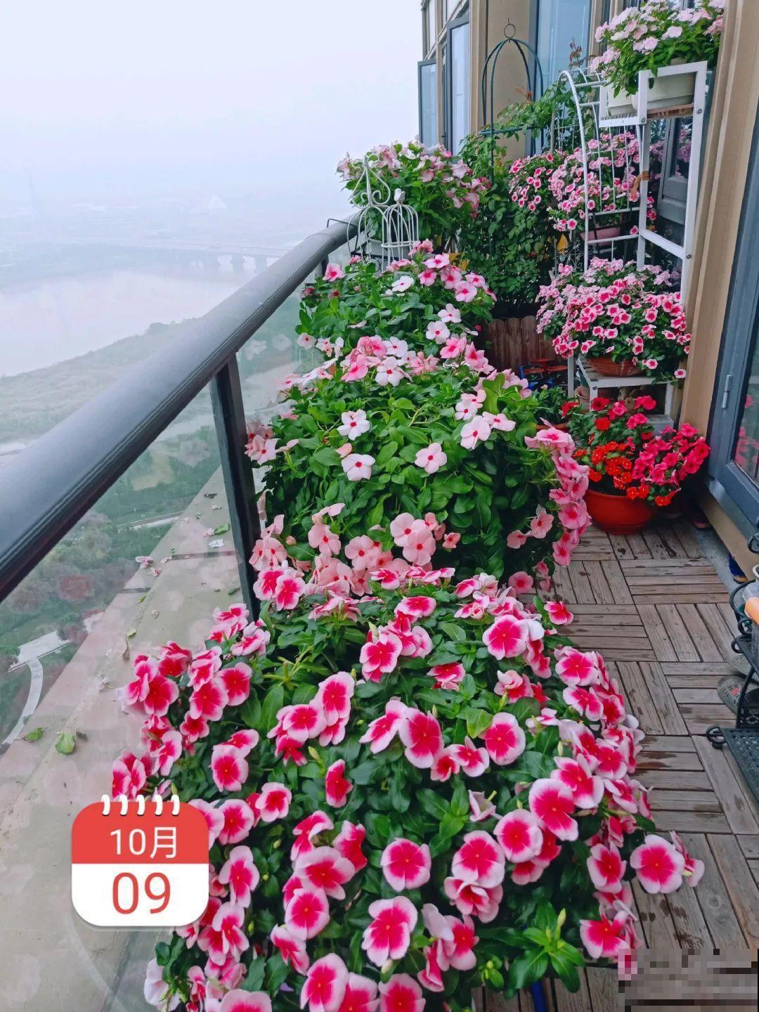 挂起来就能养的花,开花多不占地儿,家里能养100盆! 挂起来就能养的花,开花多不占地儿,家里能养100盆!