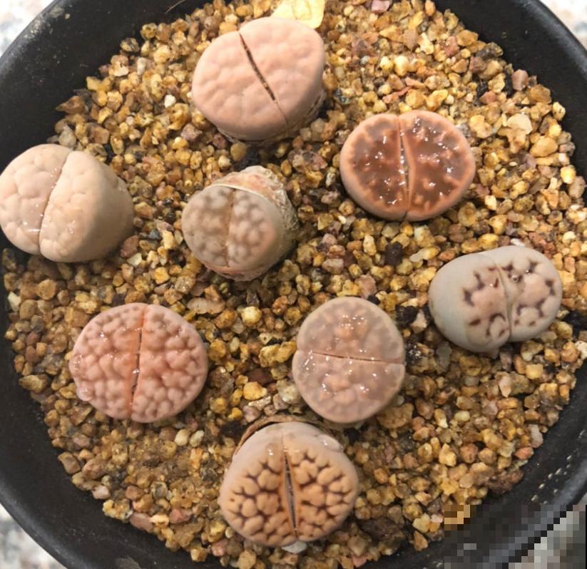 生石花蜕皮期特要紧，注意这3点，长成拳头大！