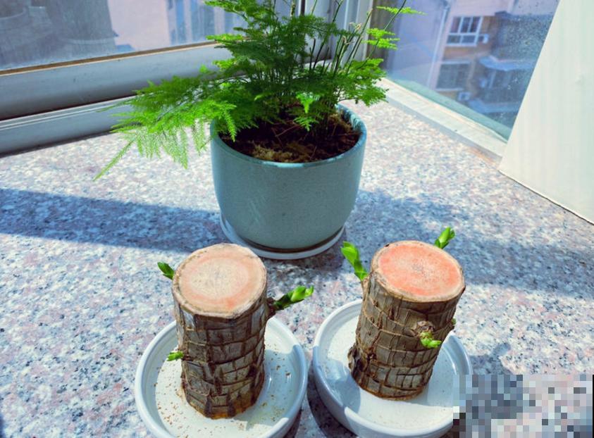 格鲁特小木桩太火，小木桩泡水里，嗖嗖冒出绿叶子！