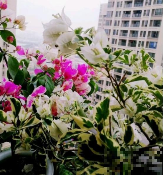 这3种花很廉价，开花很美，还特爱爆盆，赚大了！