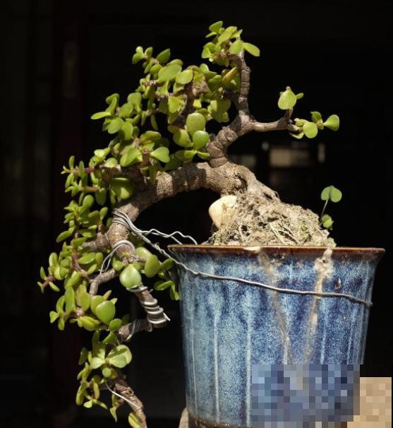 养金枝玉叶有讲究，掌握3个小窍门，太好养！