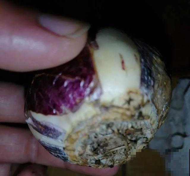 冬天就养耐阴花，没光也能开爆盆，扔角落自己疯长！