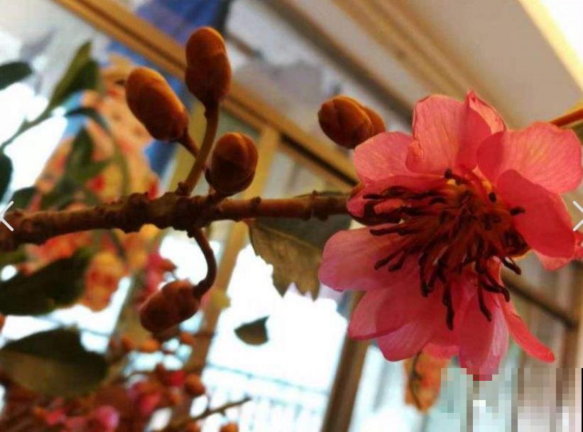 院里种棵红花荷，花大如盏，红彤彤的特喜庆！