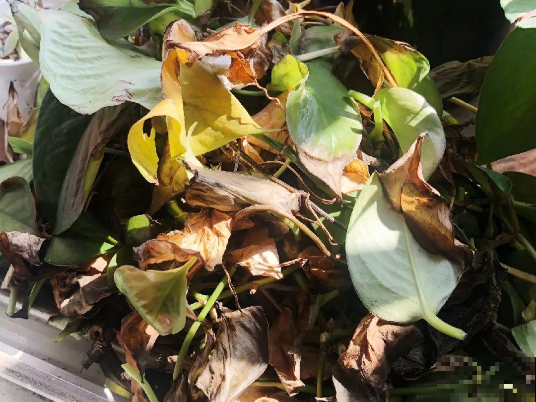 秋天降温快，家里养这9种花，要赶紧搬进屋了