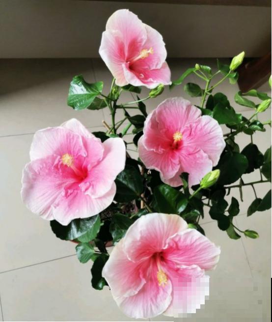 花期长的3种花，妥妥的“开花机器”，赶紧养！