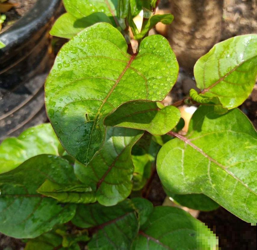 论能吃、会吃的好处，吃没了生物入侵，这操作太牛！