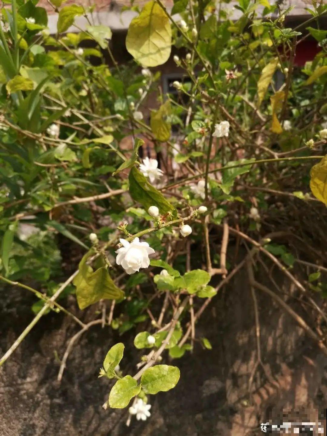 养了几十年的花,竟然是从牙签苗长起来,太辛苦! 养了几十年的花,竟然是从牙签苗长起来,太辛苦!