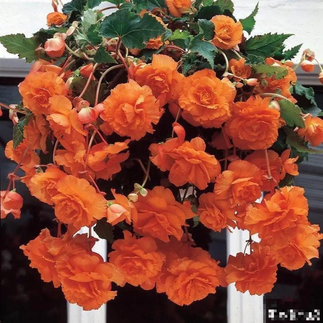 挂起来就能养的花,开花多不占地儿,家里能养100盆! 挂起来就能养的花,开花多不占地儿,家里能养100盆!