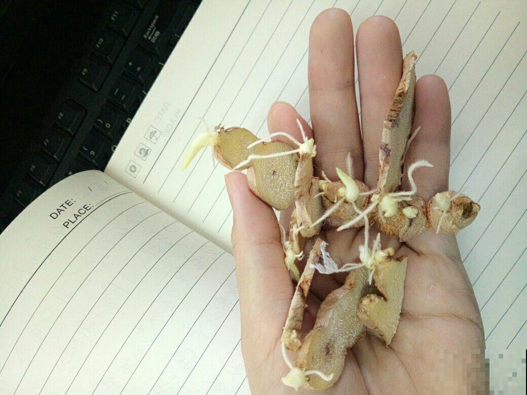 5种蔬菜头别丢掉，清水里一搁，呼呼长出翠绿芽