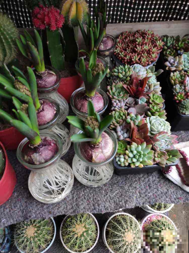 养花之后,多了一些“小癖好”,花友们中了哪几个? 养花之后,多了一些“小癖好”,花友们中了哪几个?