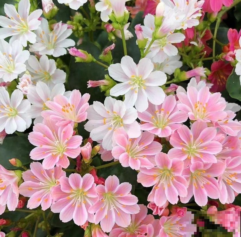 这5种多肉爱开花,花朵还极美,没见过亏大了! 这5种多肉爱开花,花朵还极美,没见过亏大了!