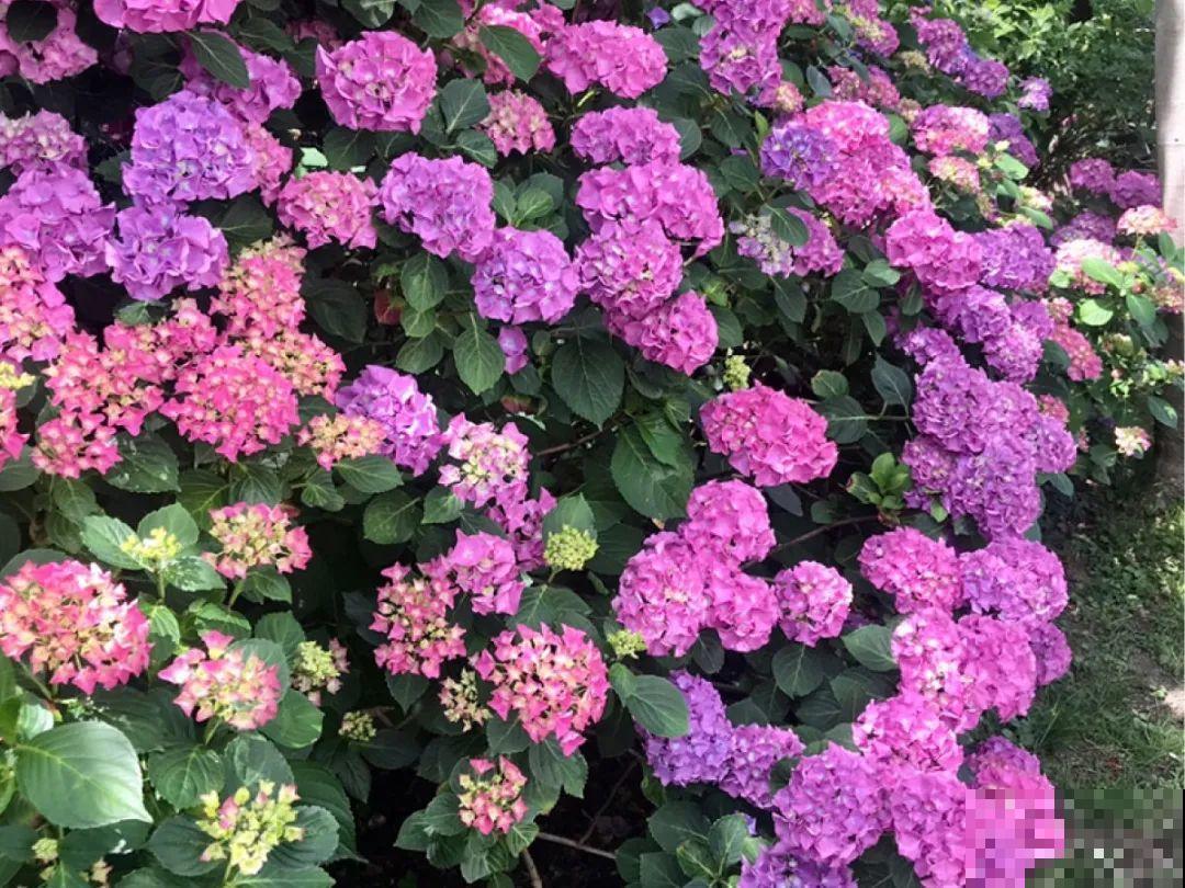 现在开始埋冬肥了,月季补一补,明年满枝爆花! 现在开始埋冬肥了,月季补一补,明年满枝爆花!