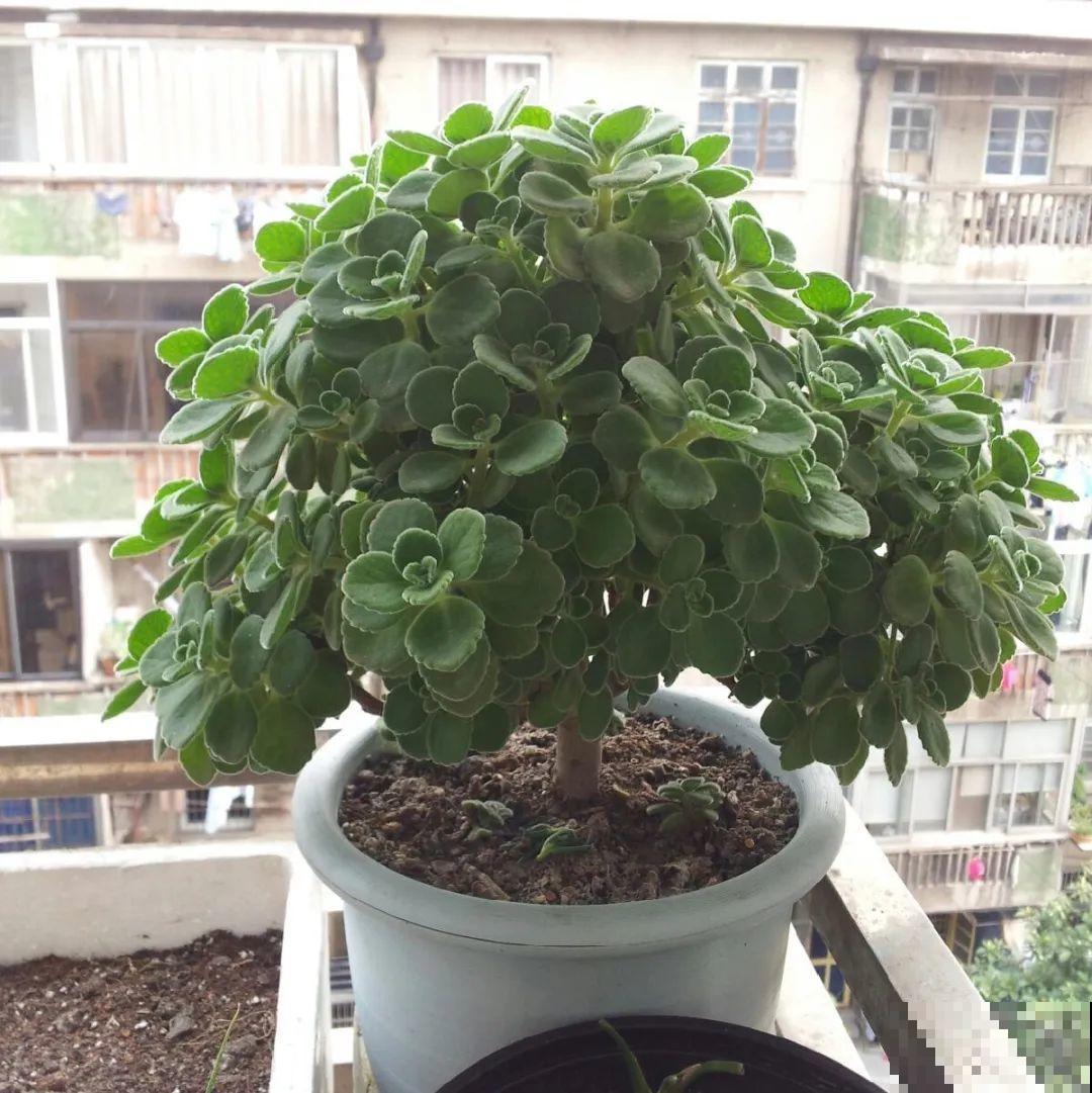 最大的长寿老桩,7年时间,养成盆景! 最大的长寿老桩,7年时间,养成盆景!