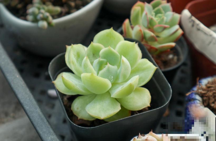 这3种花爱猫人士要注意，坚决不能养，养了猫咪就遭罪！