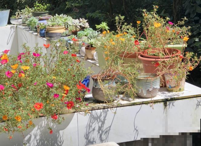 这些花一开始觉得丑,养了之后:真香! 这些花一开始觉得丑,养了之后:真香!