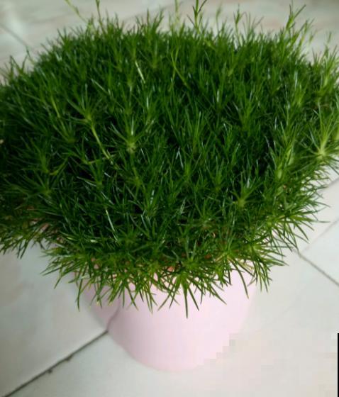 爱尔兰苔藓和苔藓长得像，不一样，搞错闹笑话！