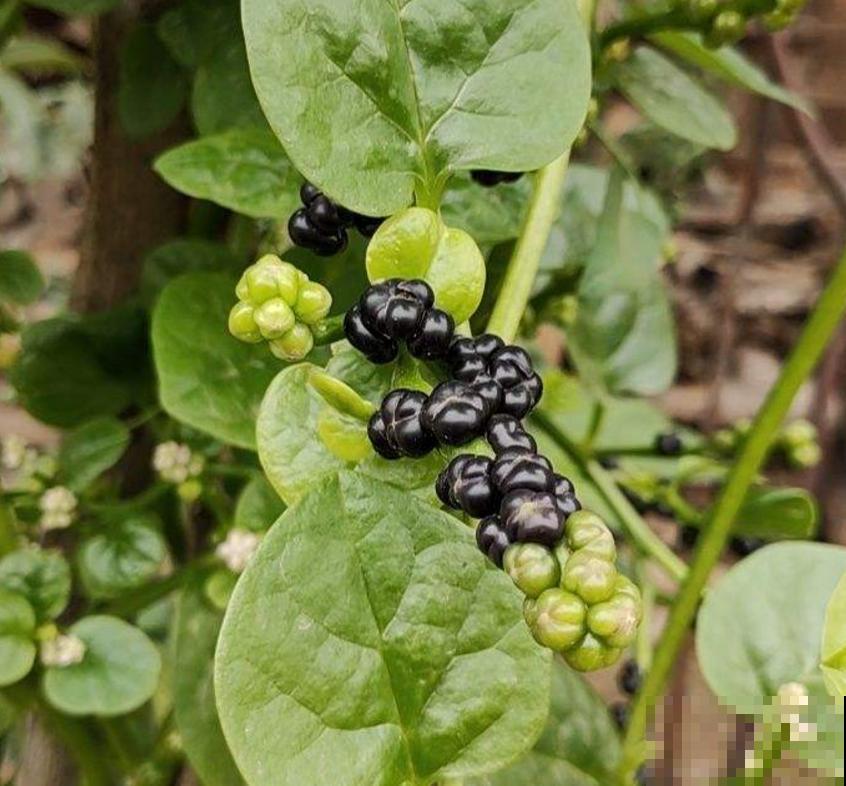 落葵益处多,好吃还有营养,养几棵赚大了! 落葵益处多,好吃还有营养,养几棵赚大了!