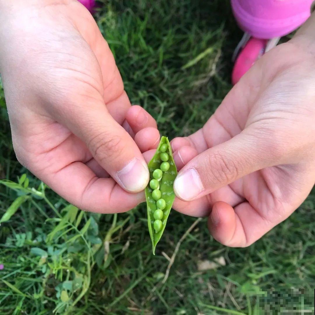 这种花很稀罕,以前喂猪没人要,现在抢破头! 这种花很稀罕,以前喂猪没人要,现在抢破头!