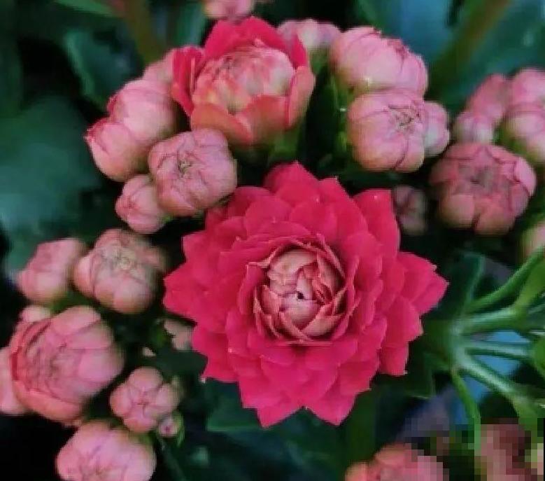 秋天不养长寿花,实在是太亏了,养10盆都不嫌多 秋天不养长寿花,实在是太亏了,养10盆都不嫌多