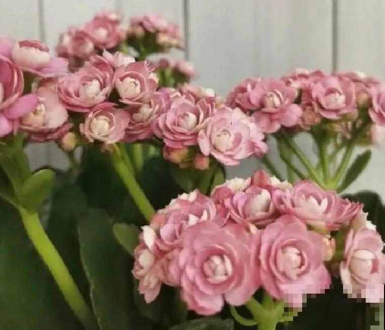 秋天不养长寿花,实在是太亏了,养10盆都不嫌多 秋天不养长寿花,实在是太亏了,养10盆都不嫌多