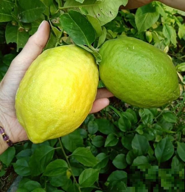 3种“杀菌花”，家里养一盆，物理干净还清香