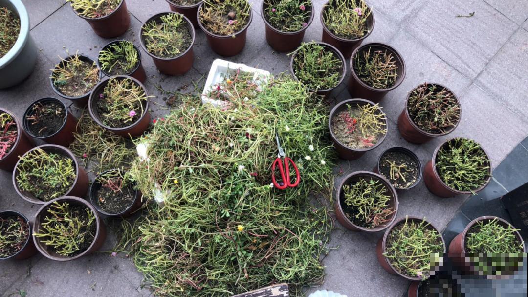 霜降来临，茉莉抓紧剪一波，更抗冻，好过冬！