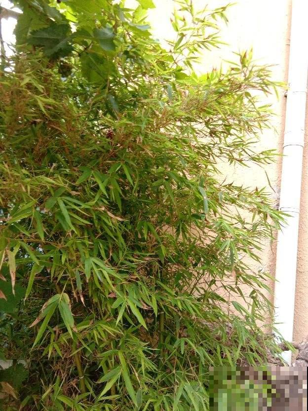 房顶上养了一株花，邻居叫我赶紧砍掉，真是为难！