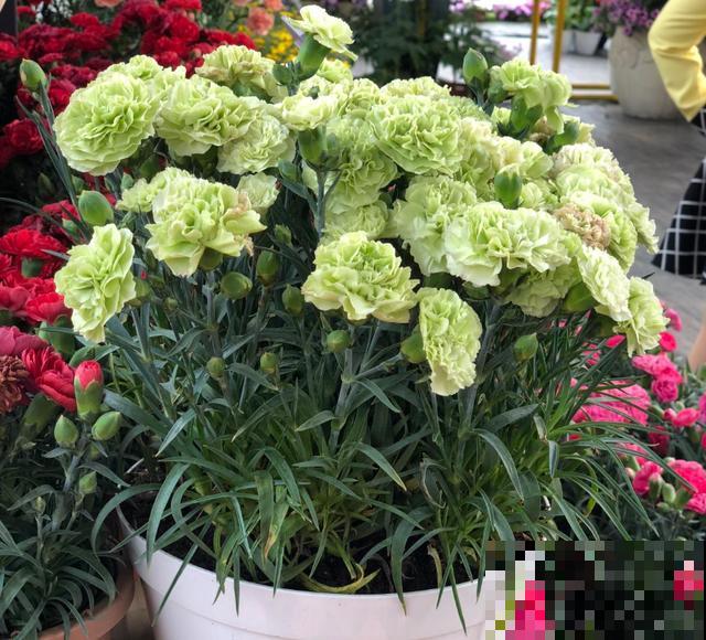 养康乃馨很省心，施点肥料蹭蹭长，坐等开花！