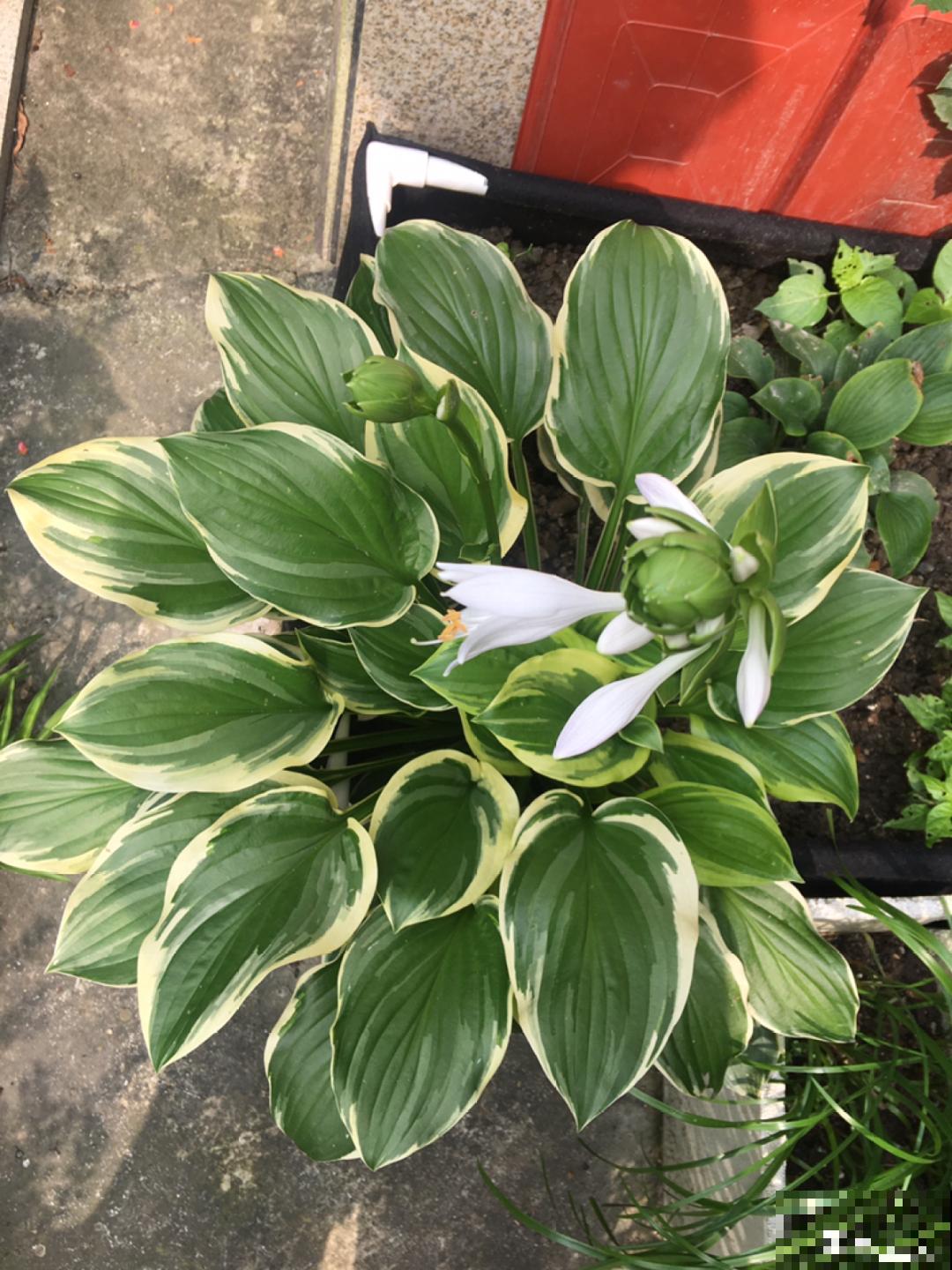 7种花冬天要休眠，看着好像枯死了，千万别丢掉