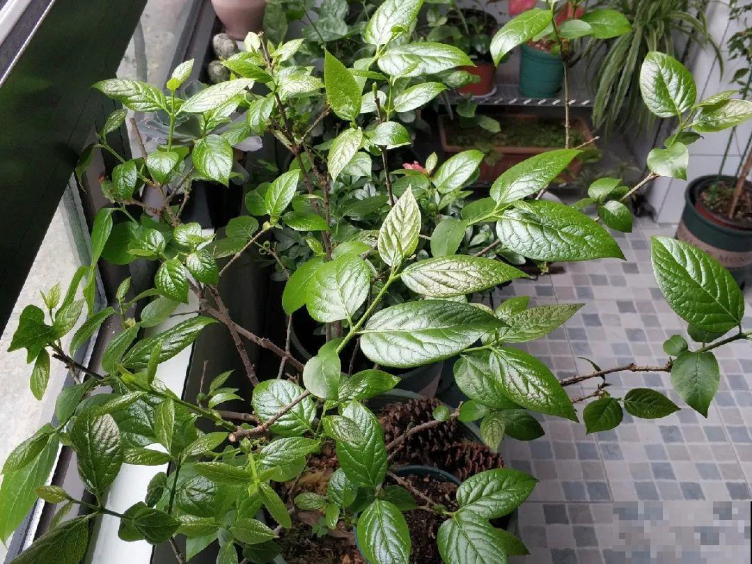 天凉了，9种花不能修剪，剪了以后不开花！