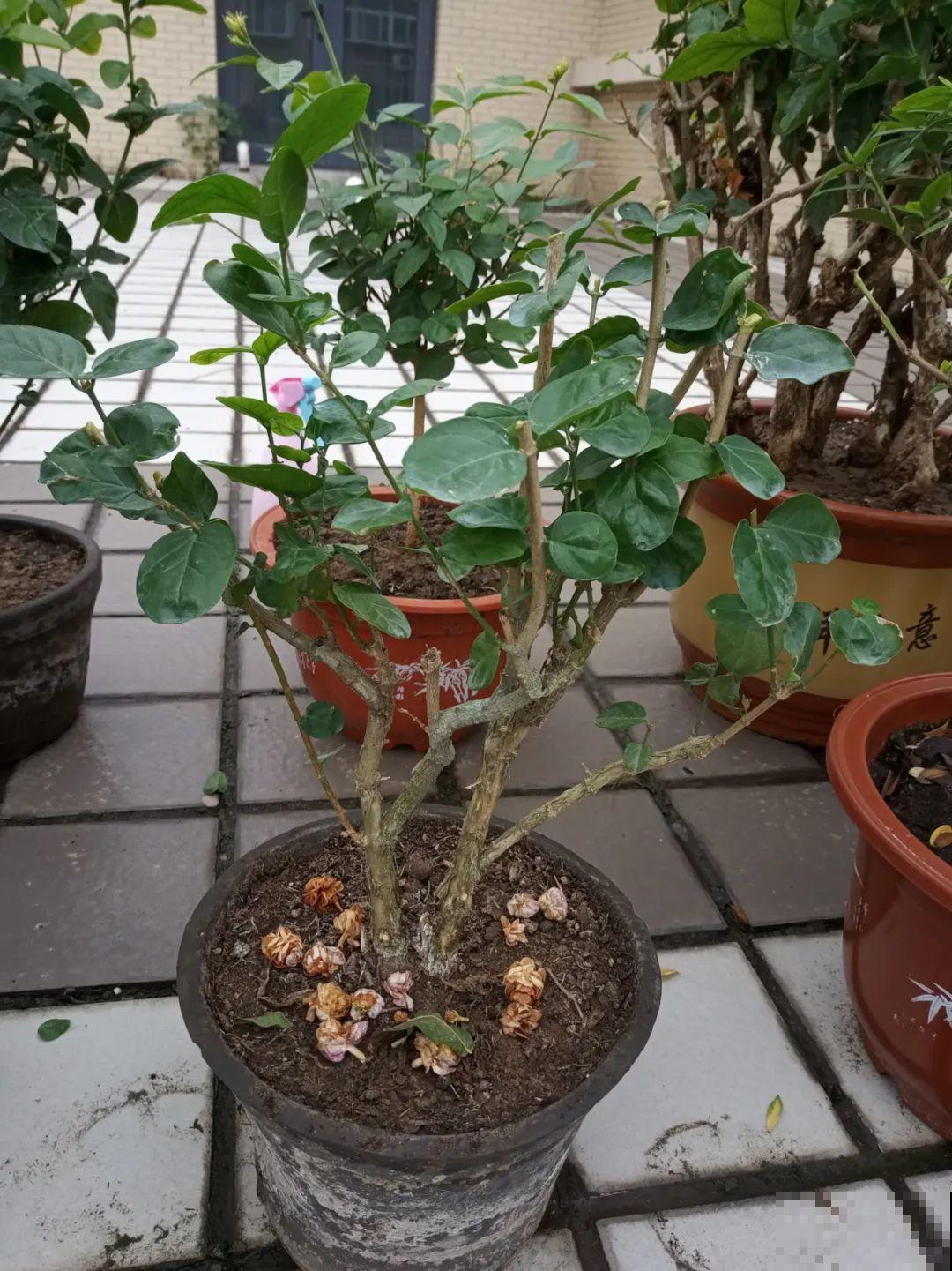 霜降来临，茉莉抓紧剪一波，更抗冻，好过冬！