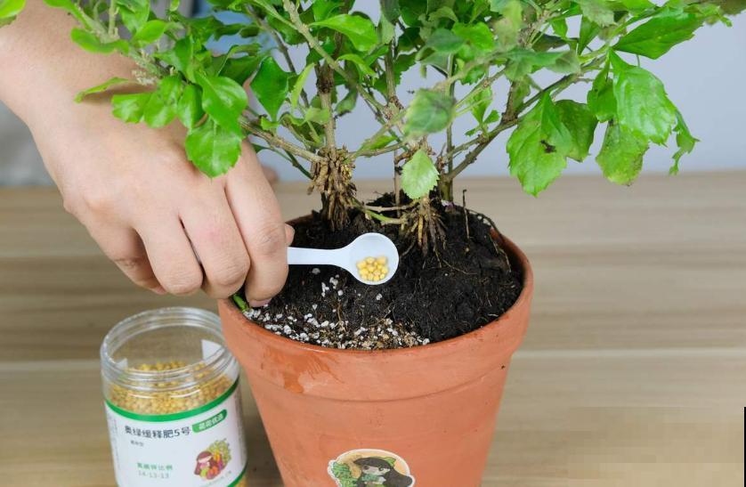 缓释肥要这么用,注意这3点,蹭蹭爆盆! 缓释肥要这么用,注意这3点,蹭蹭爆盆!