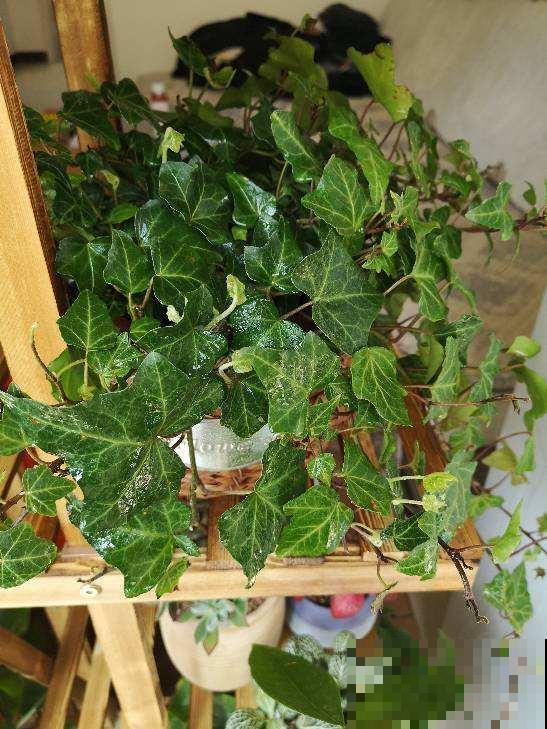 3种“杀菌花”，家里养一盆，物理干净还清香