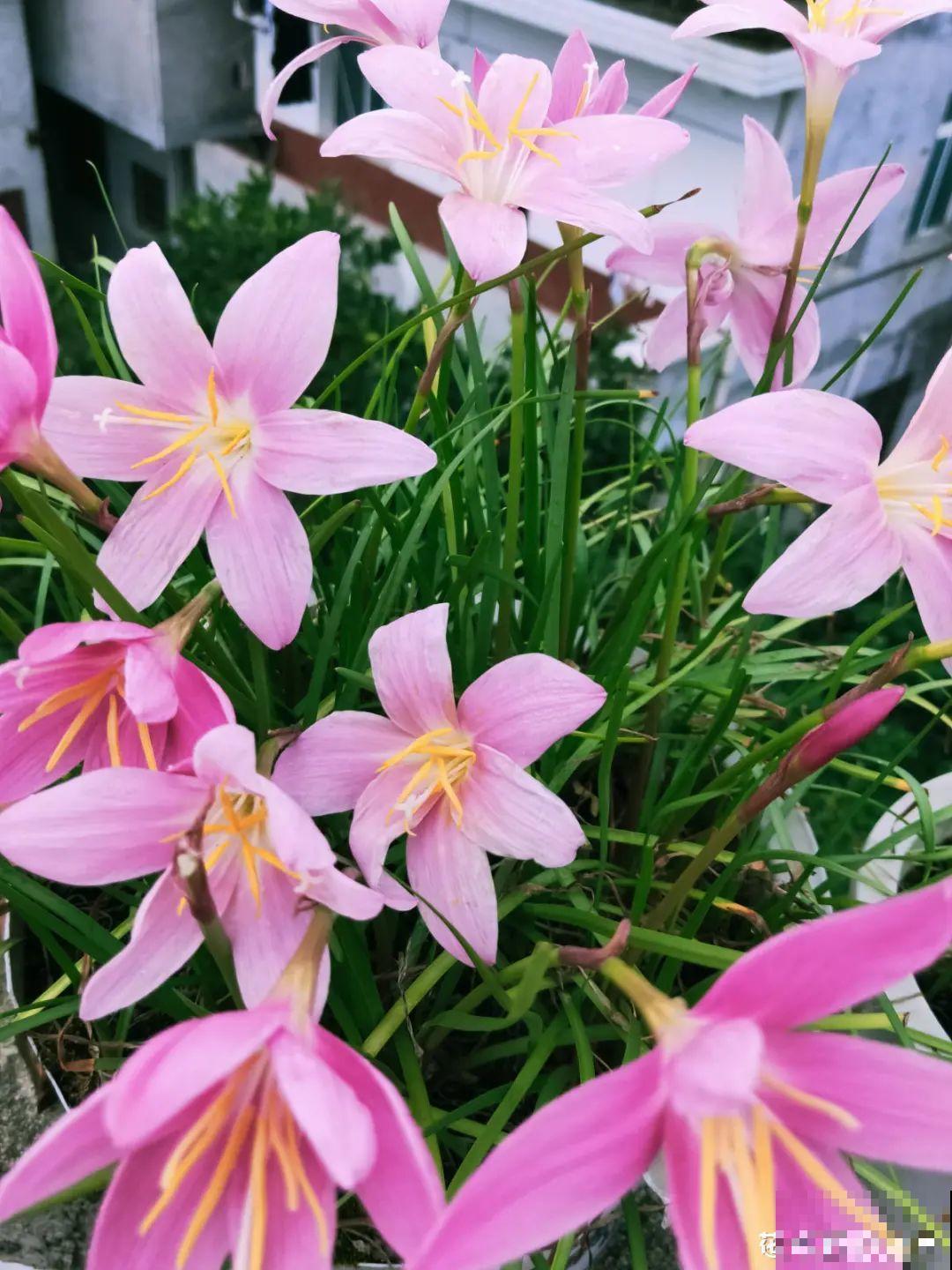 十一赏花图谱，看了啥花都认识，不用问别人！