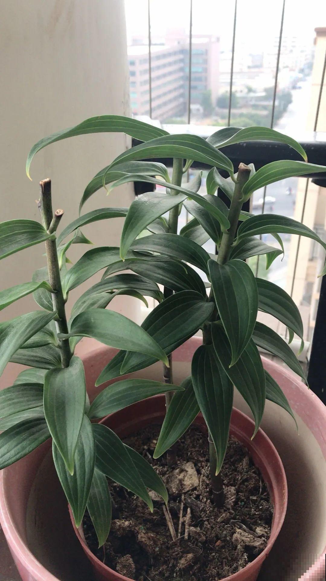 7种花冬天要休眠，看着好像枯死了，千万别丢掉