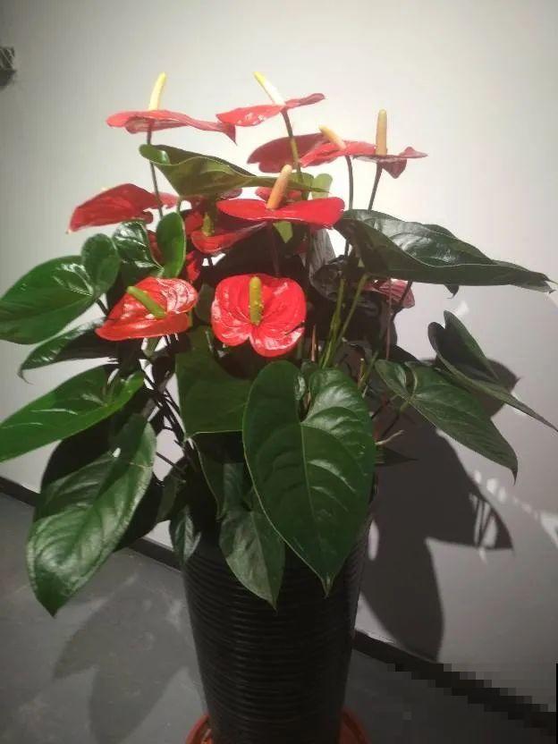 想省心就养这些花,没有病虫害,就爱开花! 想省心就养这些花,没有病虫害,就爱开花!