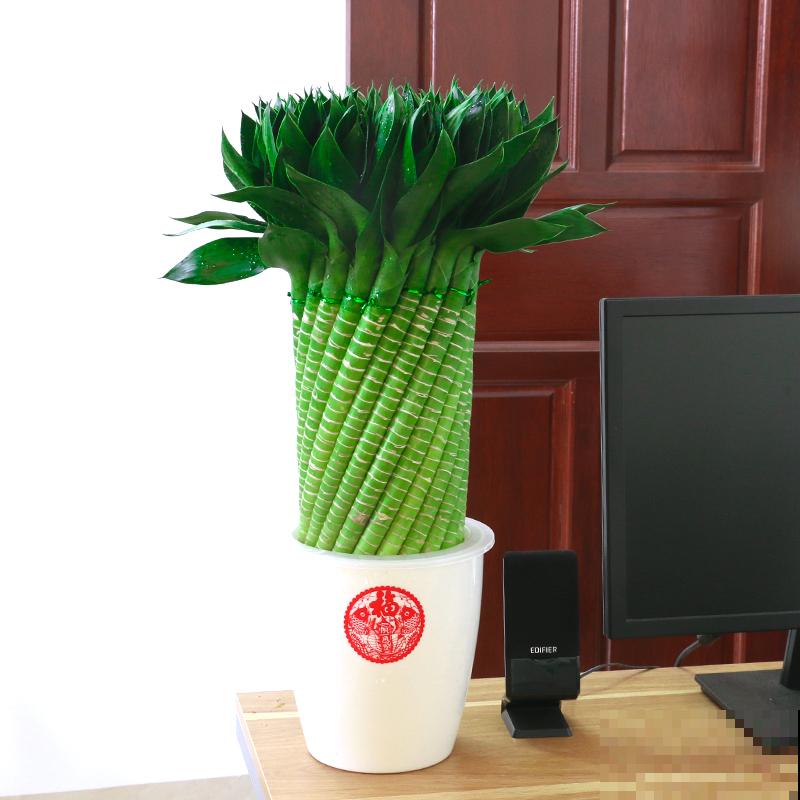 暖气一来，3种花要是再不喷水，就要干成枯草了