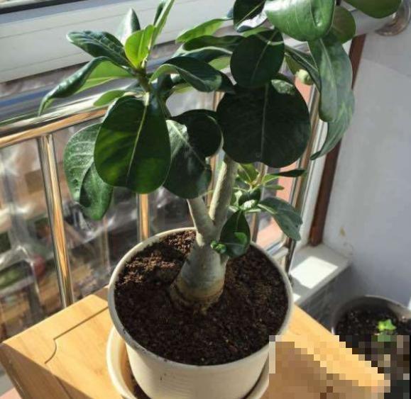 不是所有花都喜水，这3种是例外，渴着就好！