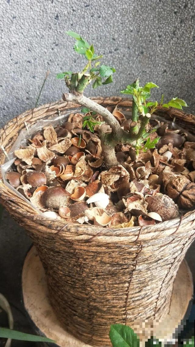不长叶不长枝的花别买，都是骗人的，养不活浪费钱