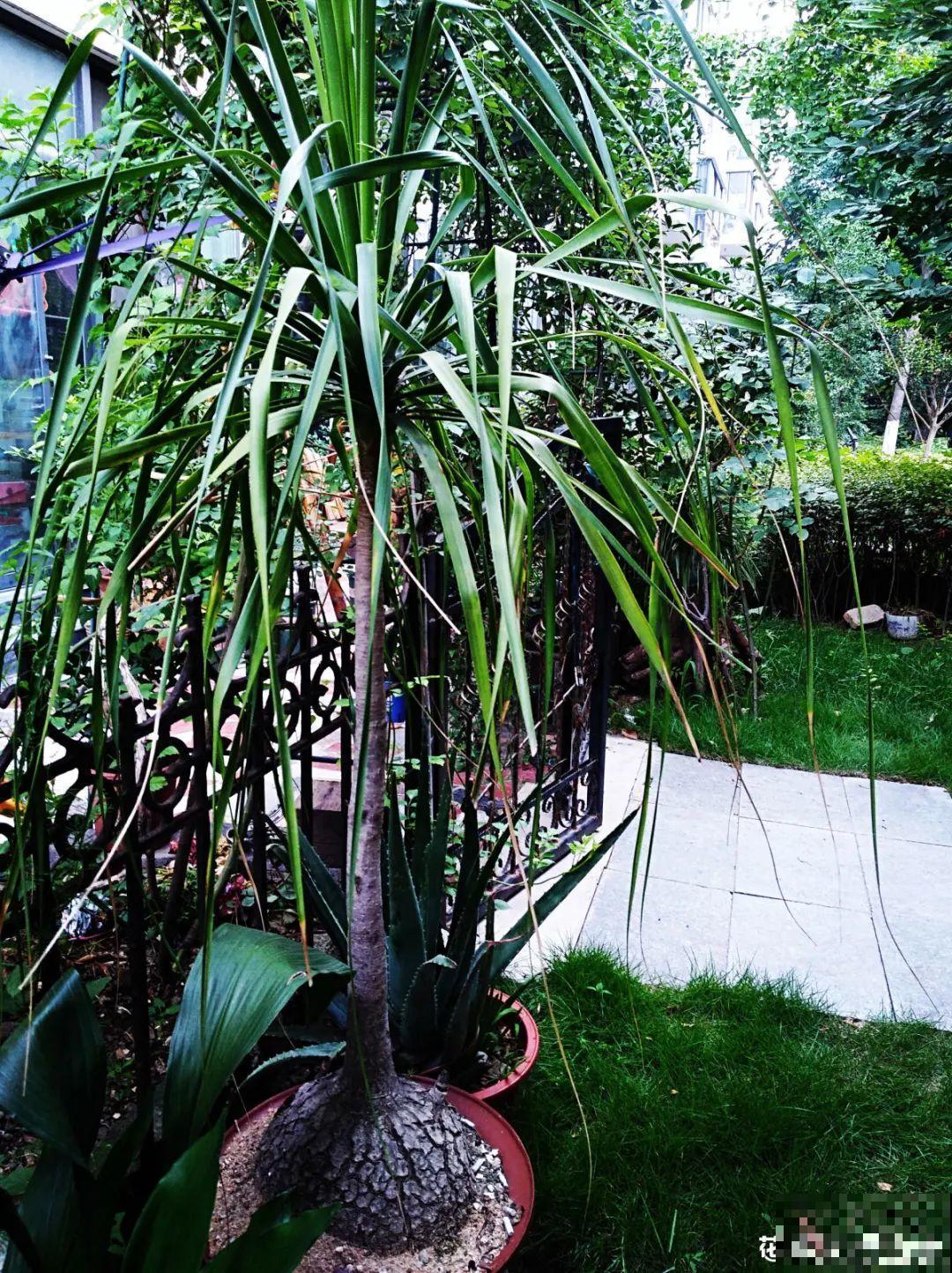 6种花特耐寒，断水两个月，也能正常生长