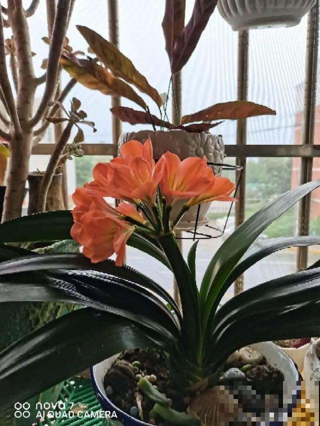 朱顶红放家里总是养不好，丢路边反而疯长一大片，扎心！