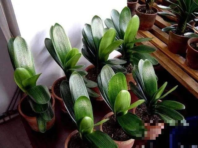 小盆养花好，大盆养花死，真准！